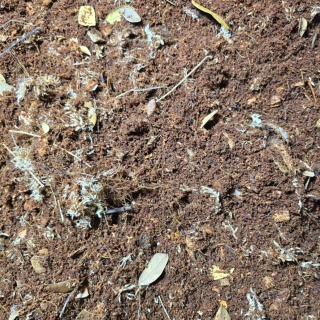 EXO PLANET Jungle Forest Substrate - podłoże leśnej dżungli 5L