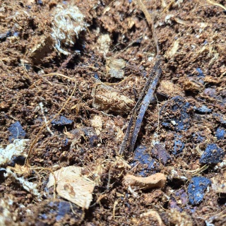 EXO PLANET Tropical Earth Substrate 5L - podłoże ziemi tropikalnej