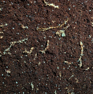 EXO PLANET Crested Gecko Substrate Soil - podłoże dla gekona orzęsionego 5L