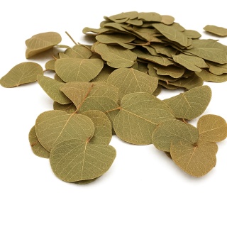 Pilea leaves - liście Pilea peperomioides