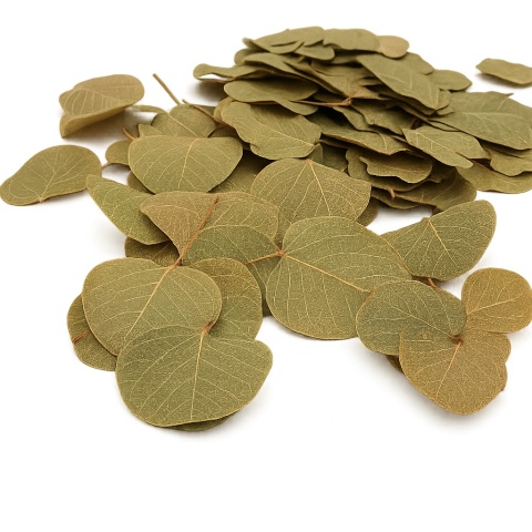 EXO PLANET Pilea leaves - liście Pilea peperomioides 15g