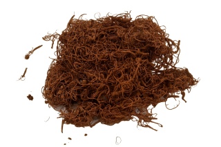 EXO PLANET Curly Moss - 40g