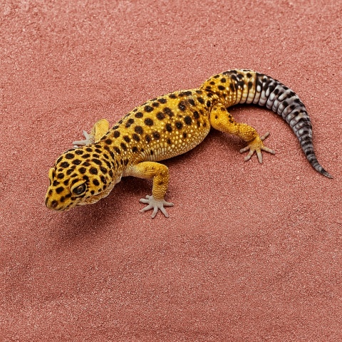 EXO PLANET Leopard Gecko Substrate - podłoże dla Eublefarów Lamparcich 3kg