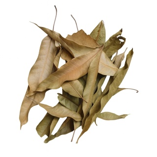 EXO PLANET Mango Leaves – liście mango 40g