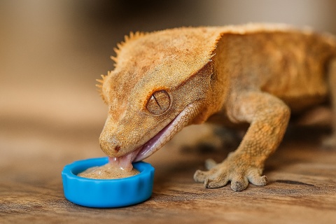 EXO PLANET Miseczka silikonowa dla gekona S - niebieska